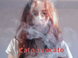 Cato_avocato