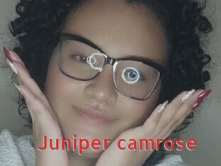 Juniper_camrose
