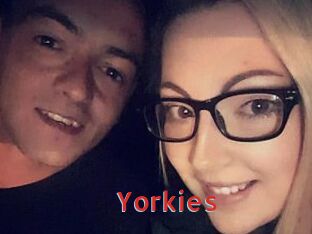Yorkies